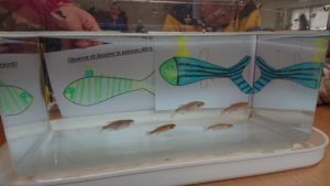 dessins d'enfants ayant représentés les poissons zèbre présents dans l'aquarium au milieu de la table