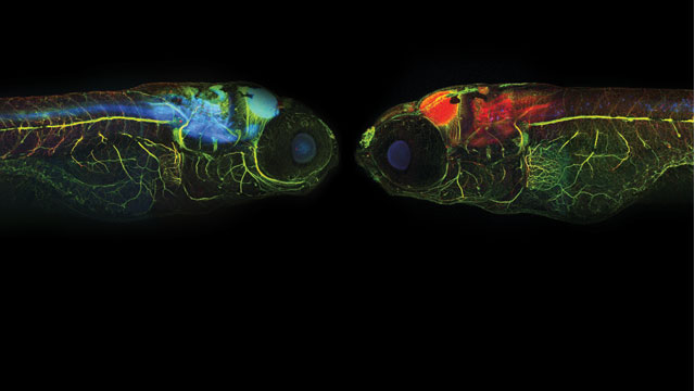 zebrafish