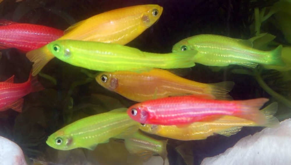 1200px-GloFish_small