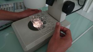 Observation d'une microplaque à la loupe binoculaire