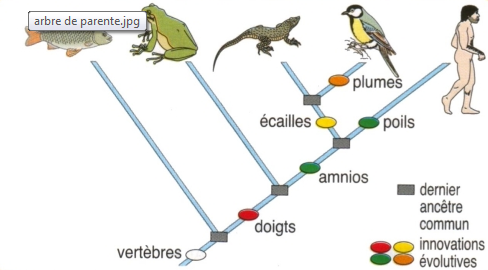 Résultat de recherche d'images pour "arbre de parenté svt""